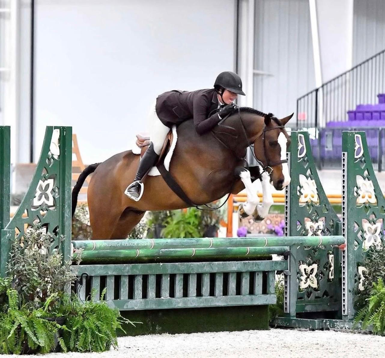 Equivest showjumper